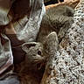 kitten, cat, paw, blanket, fur, indoor, cozy, soft, texture, pet, animal, cute, resting, playful, feline, snug, warm, sleepy, home, comfort