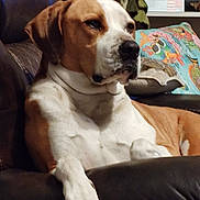 Copper is registered to the contest to win money with this photo: dog, lounge, leather_couch, brown_and_white, pet, indoor, home_decor, pillow, blanket, relaxed, calm, mammal, animal, furniture, domestic, companion, seated, resting, cute, cozy