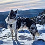 Scotty participe au concours pour gagner de l'argent avec cette photo : dog, border_collie, snow, mountain, outdoor, nature, winter, landscape, animal, fur, blue_eyes, sky, rocks, horizon, sunset, trees, cold, standing, scenic, adventure
