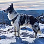 dog, snow, mountain, outdoor, landscape, sky, nature, animal, fur, black_and_white, harness, winter, scenic, rock, branch, daylight, standing, adventure, canine, serene