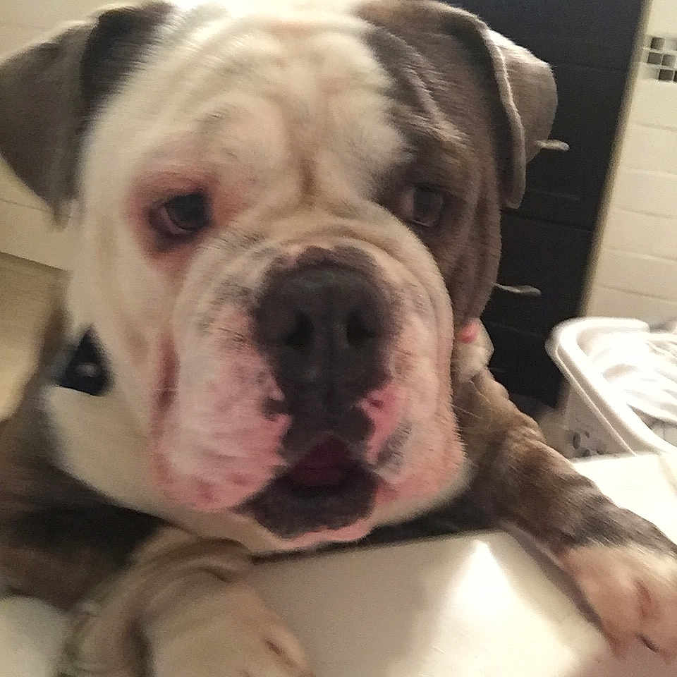 Boomer is registered to the contest to win money with this photo: bulldog, canidae, carnivore, collar, comfort, companion_dog, dog, dog_breed, dog_collar, fawn, fur, molosser, non_sporting_group, snout, sporting_group, wall_plate, whiskers, working_animal, working_dog, wrinkle