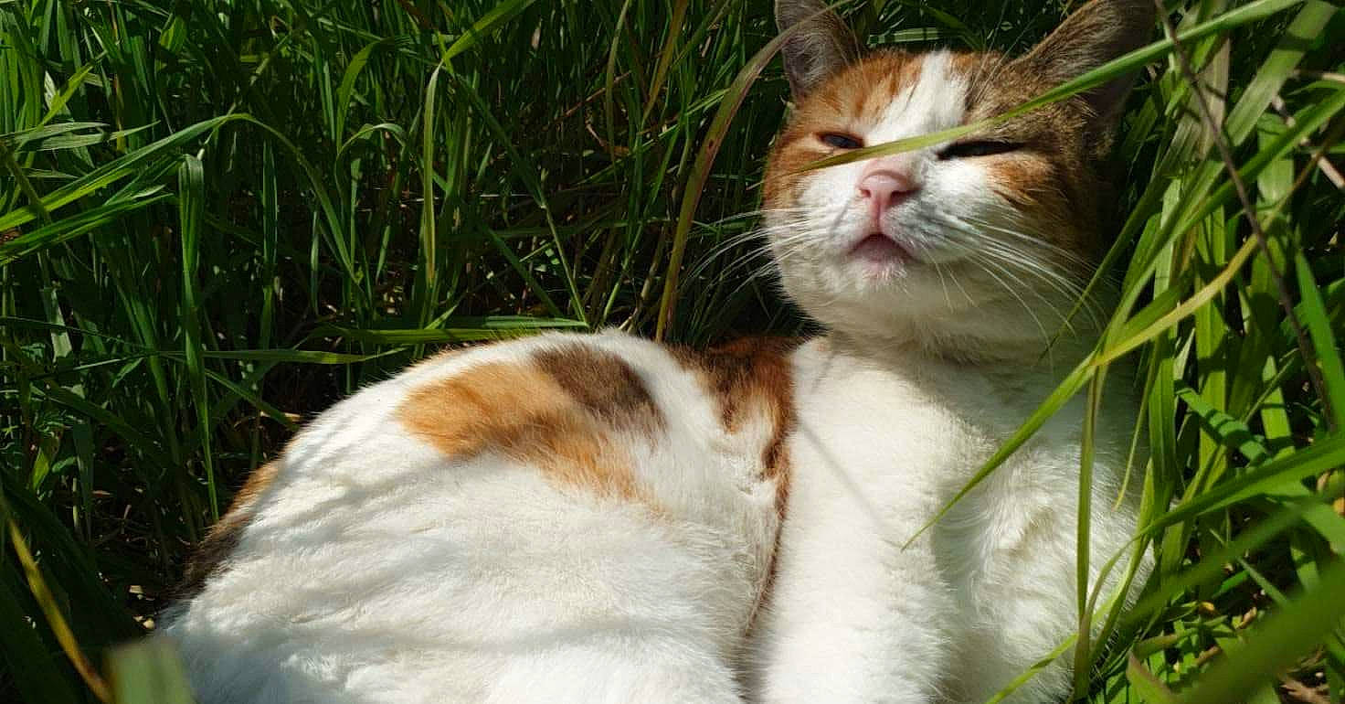 Dakota a rejoint le concours — aidez-le/la à gagner de superbes lots ! aegean_cat, american_wirehair, carnivore, cat, domestic_short_haired_cat, european_shorthair, felidae, fur, grass, plant, small_to_medium_sized_cats, snout, tail, turkish_van, whiskers