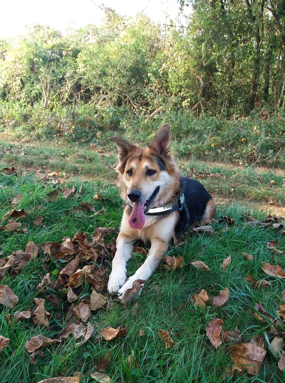 Jack participe au concours pour gagner de l'argent avec cette photo : canidae, carnivore, czechoslovakian_wolfdog, dog, dog_breed, east_european_shepherd, east_siberian_laika, fawn, laika, mammal, native_american_indian_dog, siberian_husky, vertebrate, west_siberian_laika, wolfdog