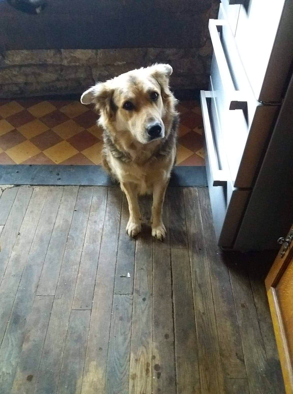 Jack participe au concours pour gagner de l'argent avec cette photo : basque_shepherd_dog, canidae, carnivore, companion_dog, dog, dog_breed, fawn, floor, flooring, golden_retriever, hardwood, mammal, retriever, sporting_group, wood, working_dog