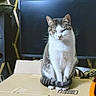 Athena is registered to the contest to win money with this photo: animal, black, brown, cable, calico_cat, cardboard_box, cat, electronic_devices, furniture, home, indoor, orange, pet, relaxed, sitting, speaker, tabby_cat, technology, television, white