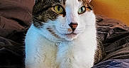 Athena is registered to the contest to win money with this photo: animal, bed, blanket, cat, cozy, curious, domestic, feline, fur, indoor, painting, paws, pet, portrait, relaxed, resting, tabby, whiskers, white, yellow_wall