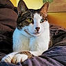 animal, bed, blanket, cat, cozy, curious, domestic, feline, fur, indoor, painting, paws, pet, portrait, relaxed, resting, tabby, whiskers, white, yellow_wall