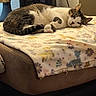 blanket, cat, cozy, cushion, fur, furniture, home, indoor, patterned_blanket, paw, pet, relaxing, resting, sleeping, soft, speaker, tabby_cat, tail, whiskers, white_cat