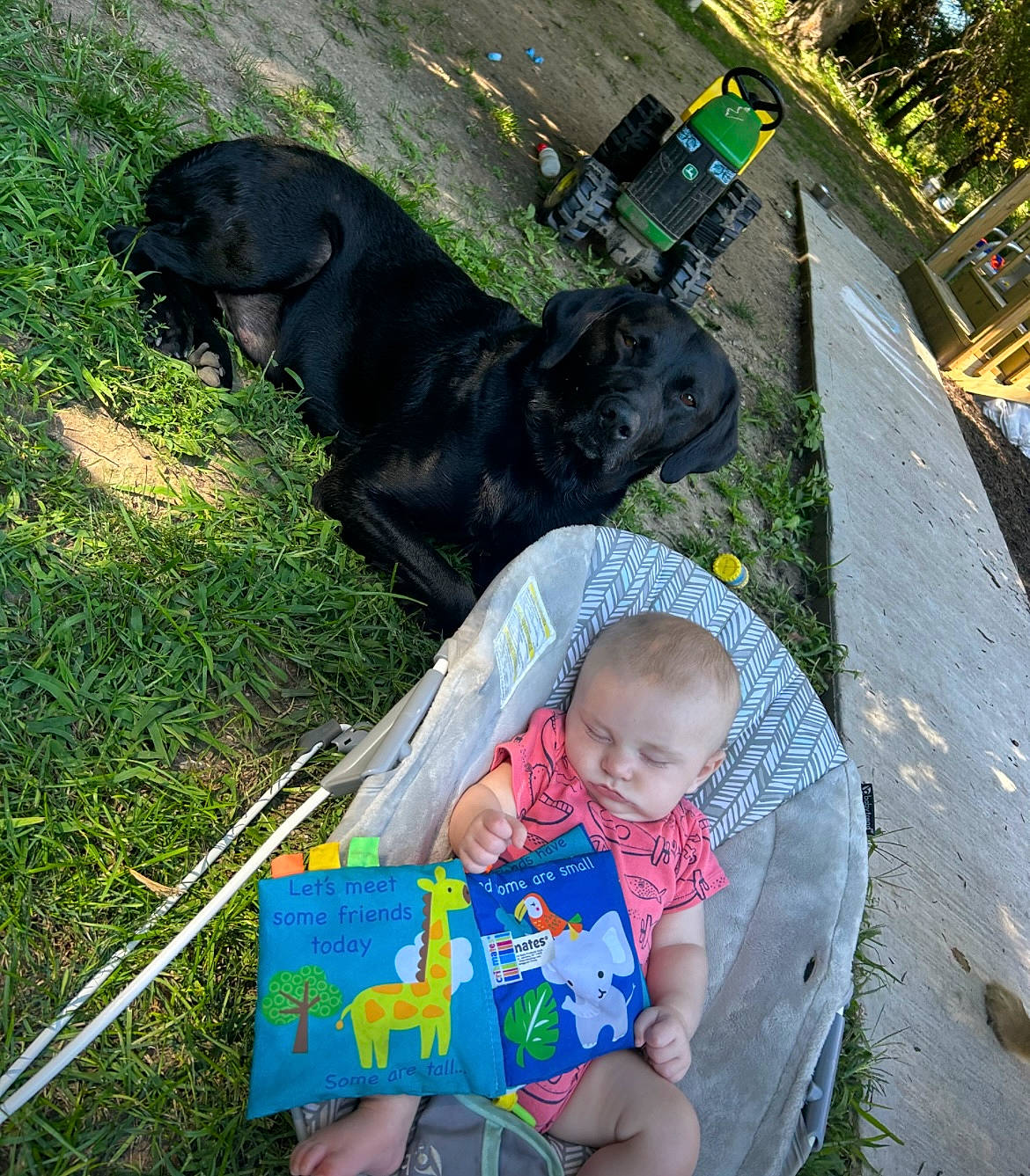 Buddy is registered to the contest to win money with this photo: baby, baby_toddler_clothing, carnivore, child, companion_dog, dog, dog_breed, fun, garden, grass, green, guard_dog, leisure, plant, recreation, sitting, toddler, tree, working_animal, yard