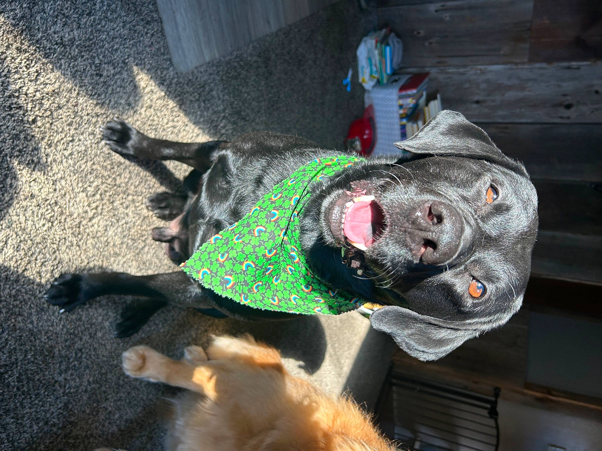 Buddy joined the competition — help win amazing prizes! canidae, carnivore, collar, companion_dog, dog, dog_breed, dog_clothes, dog_collar, dog_supply, fashion_accessory, fur, leash, non_sporting_group, pet_supply, road_surface, snout, sporting_group, tail, working_animal, working_dog