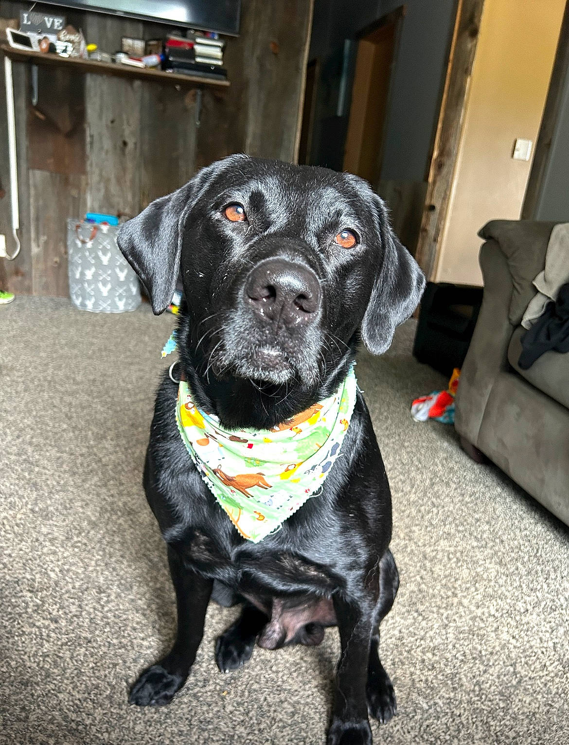 Buddy is registered to the contest to win money with this photo: borador, carnivore, collar, companion_dog, dog, dog_breed, dog_collar, flooring, fur, guard_dog, gun_dog, hunting_dog, labrador_retriever, leash, pointing_breed, retriever, sleeper_chair, sporting_group, whiskers, working_animal