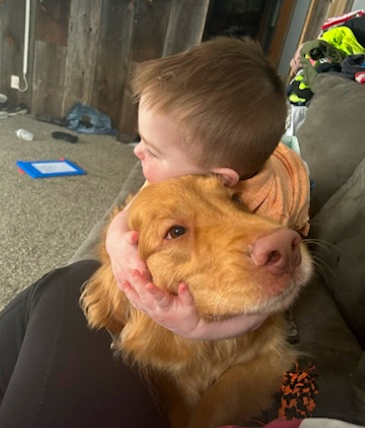 Dallas is registered to the contest to win money with this photo: canidae, carnivore, child, companion_dog, dog, dog_breed, ear, fawn, fun, fur, liver, puppy, retriever, smile, snout, spaniel, sporting_group, whiskers, working_animal, wrinkle