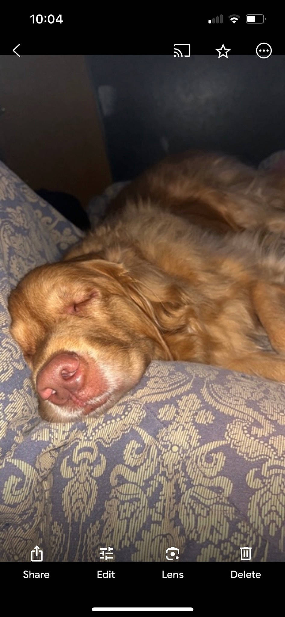 Dallas joined the competition — help win amazing prizes! brown, canidae, carnivore, comfort, companion_dog, dog, dog_breed, ear, fawn, felidae, flooring, fur, linens, liver, nap, snout, sporting_group, whiskers, wood, wrinkle