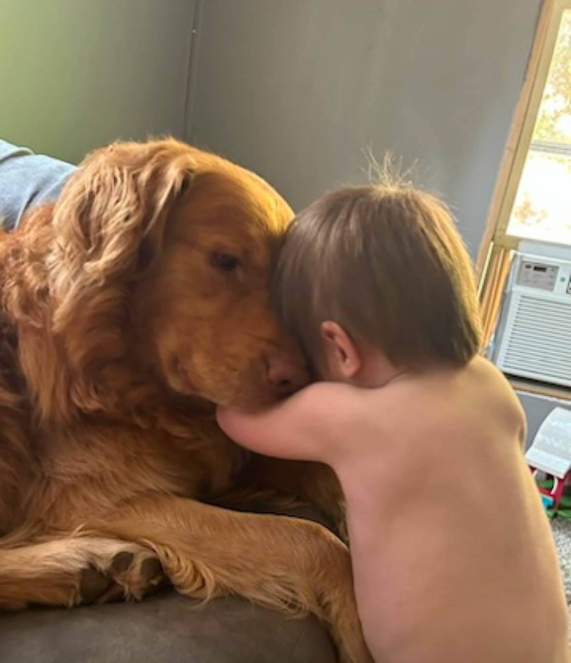 Dallas is registered to the contest to win money with this photo: canidae, carnivore, comfort, companion_dog, dog, dog_breed, ear, fawn, fun, fur, gesture, happy, liver, mammal, retriever, sporting_group, toddler, window, window_blind, working_animal