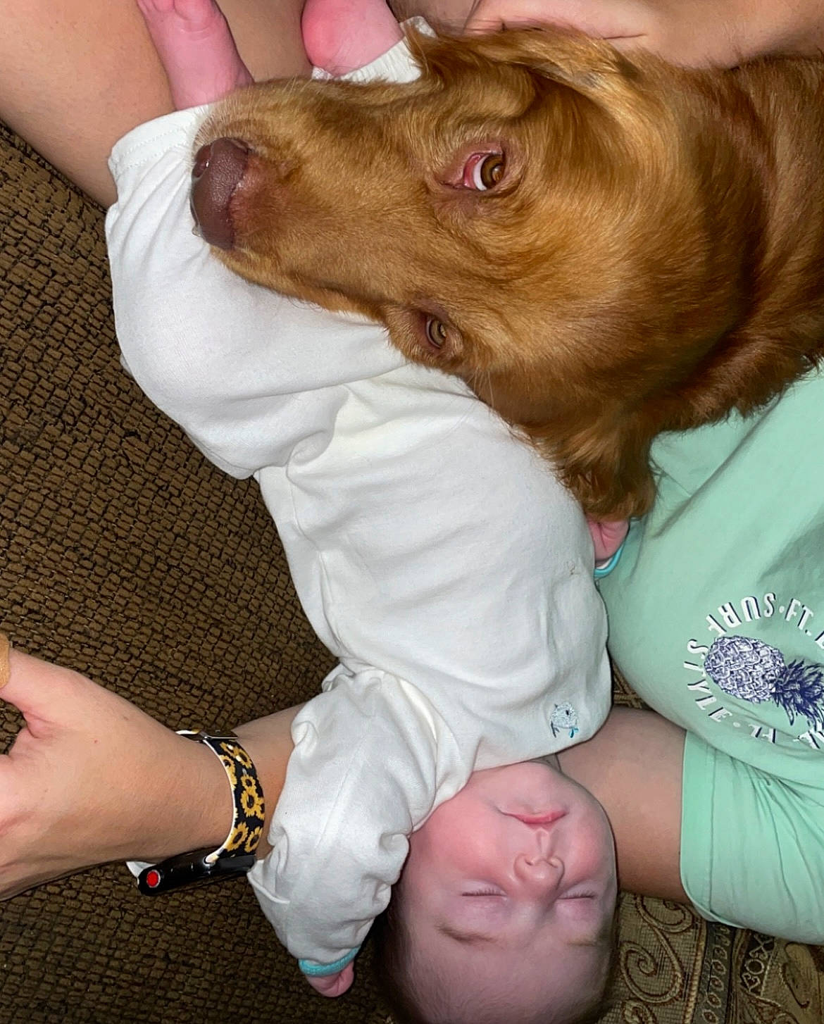 Dallas joined the competition — help win amazing prizes! bracelet, carnivore, companion_dog, dog, dog_breed, ear, elbow, fawn, finger, fur, gesture, hand, happy, jewellery, liver, nail, spaniel, sporting_group, thumb, wrist