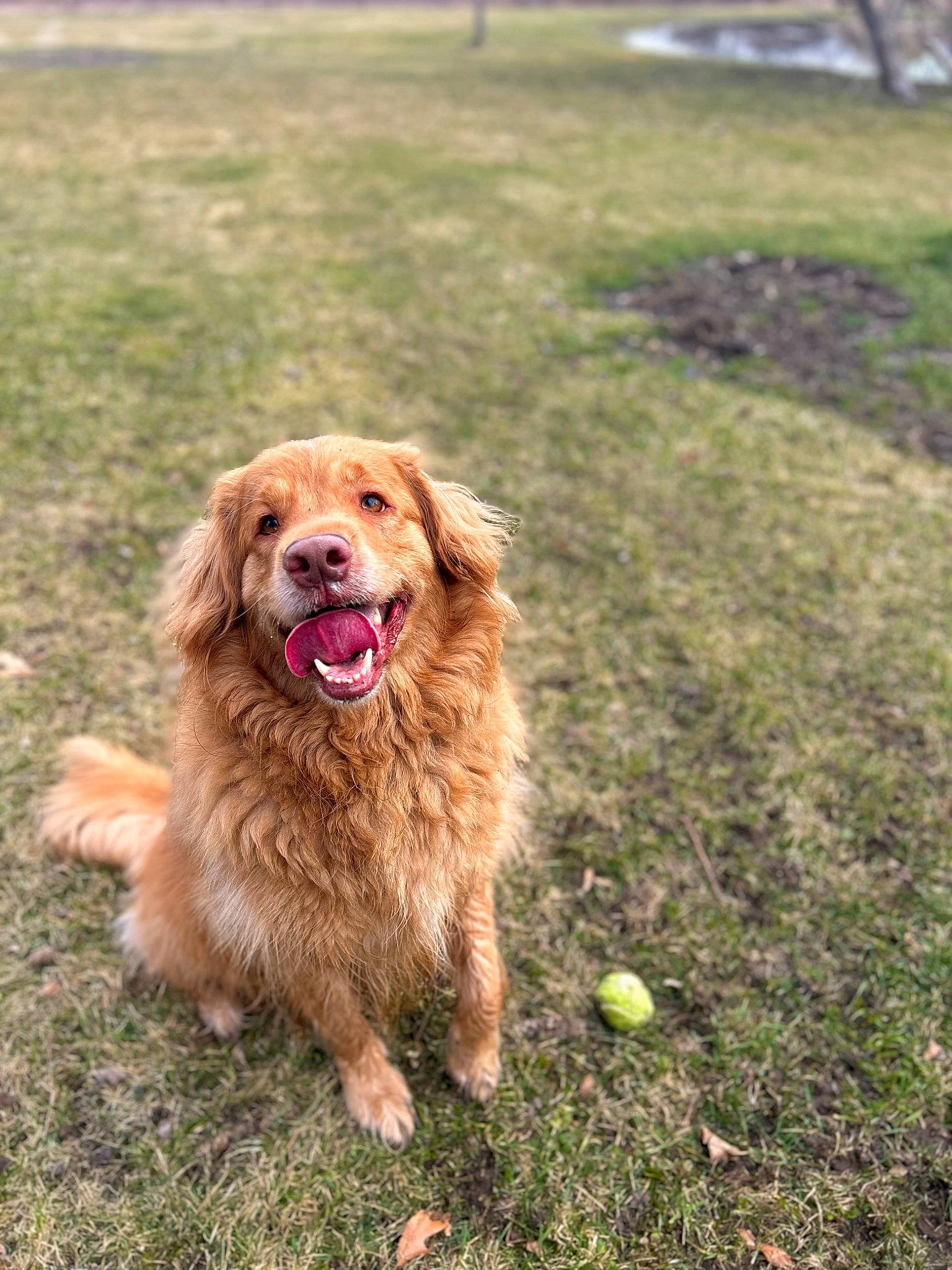 Dallas joined the competition — help win amazing prizes! canidae, carnivore, companion_dog, dog, dog_breed, grass, gun_dog, paw, plant, retriever, shout, snout, soil, sporting_group, working_dog