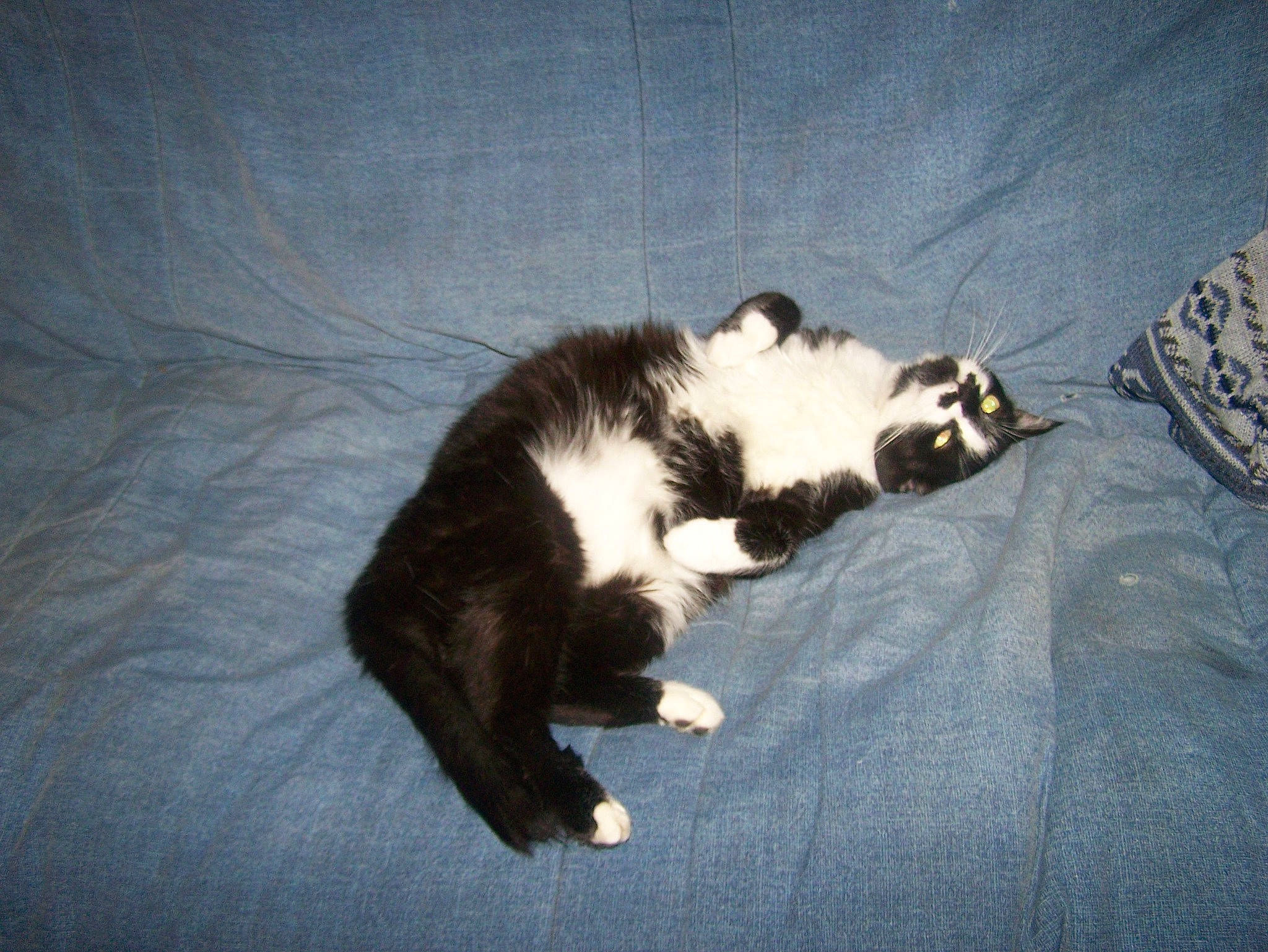 Rodite participe au concours pour gagner de l'argent avec cette photo : carnivore, cat, domestic_short_haired_cat, european_shorthair, felidae, fur, kitten, norwegian_forest_cat, paw, polydactyl_cat, small_to_medium_sized_cats, tail, whiskers