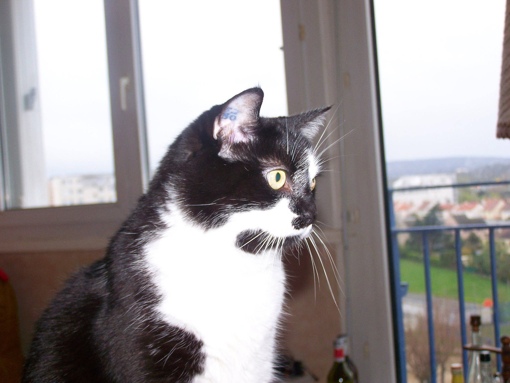 Rodite participe au concours pour gagner de l'argent avec cette photo : aegean_cat, american_shorthair, american_wirehair, asian, carnivore, cat, domestic_short_haired_cat, european_shorthair, felidae, fur, kitten, polydactyl_cat, small_to_medium_sized_cats, snout, tail, tree, whiskers, window