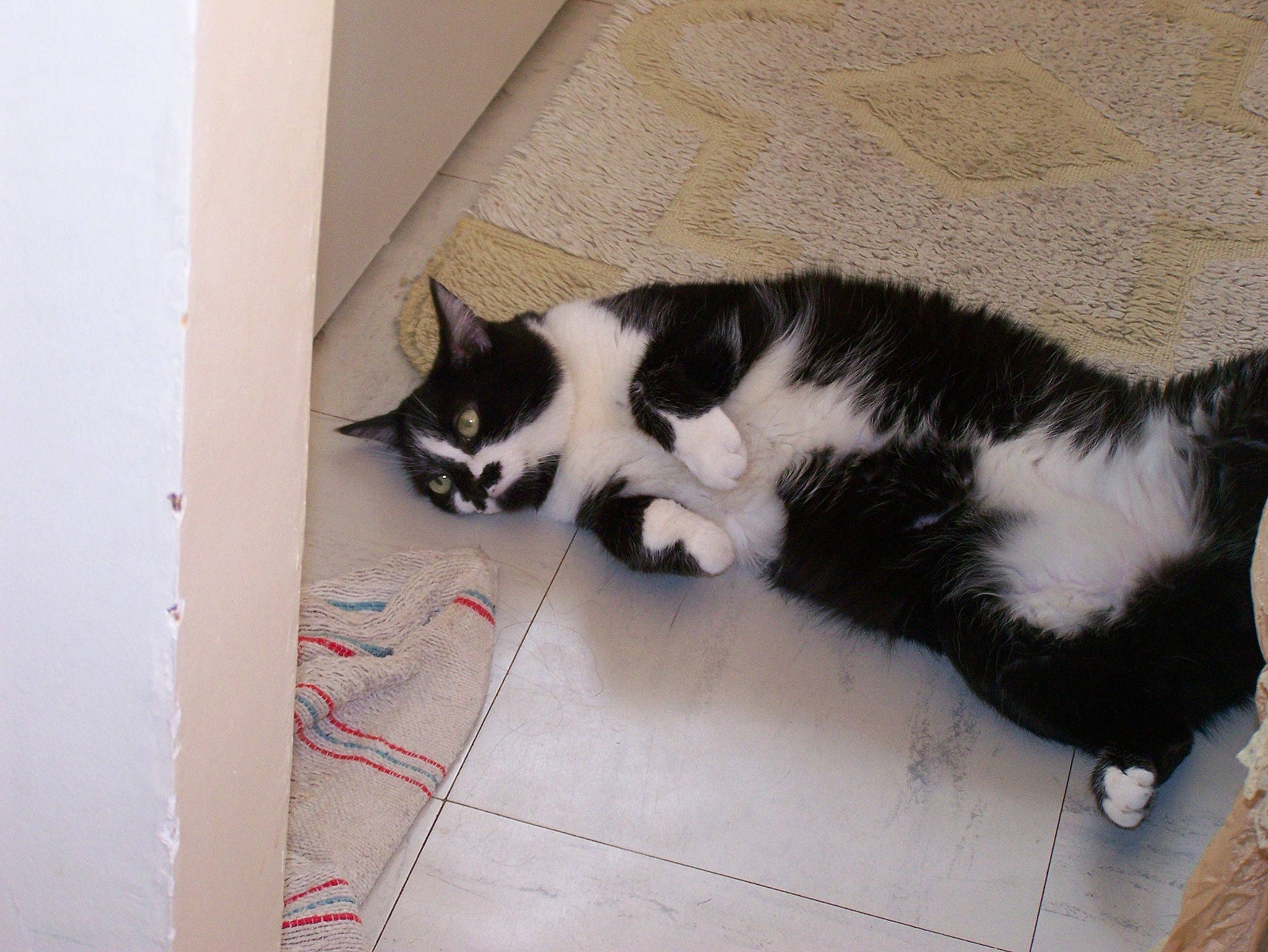 Rodite participe au concours pour gagner de l'argent avec cette photo : black_and_white, black_cat, carnivore, cat, domestic_short_haired_cat, european_shorthair, felidae, floor, flooring, fur, kitten, paw, polydactyl_cat, small_to_medium_sized_cats, snout, tail, whiskers