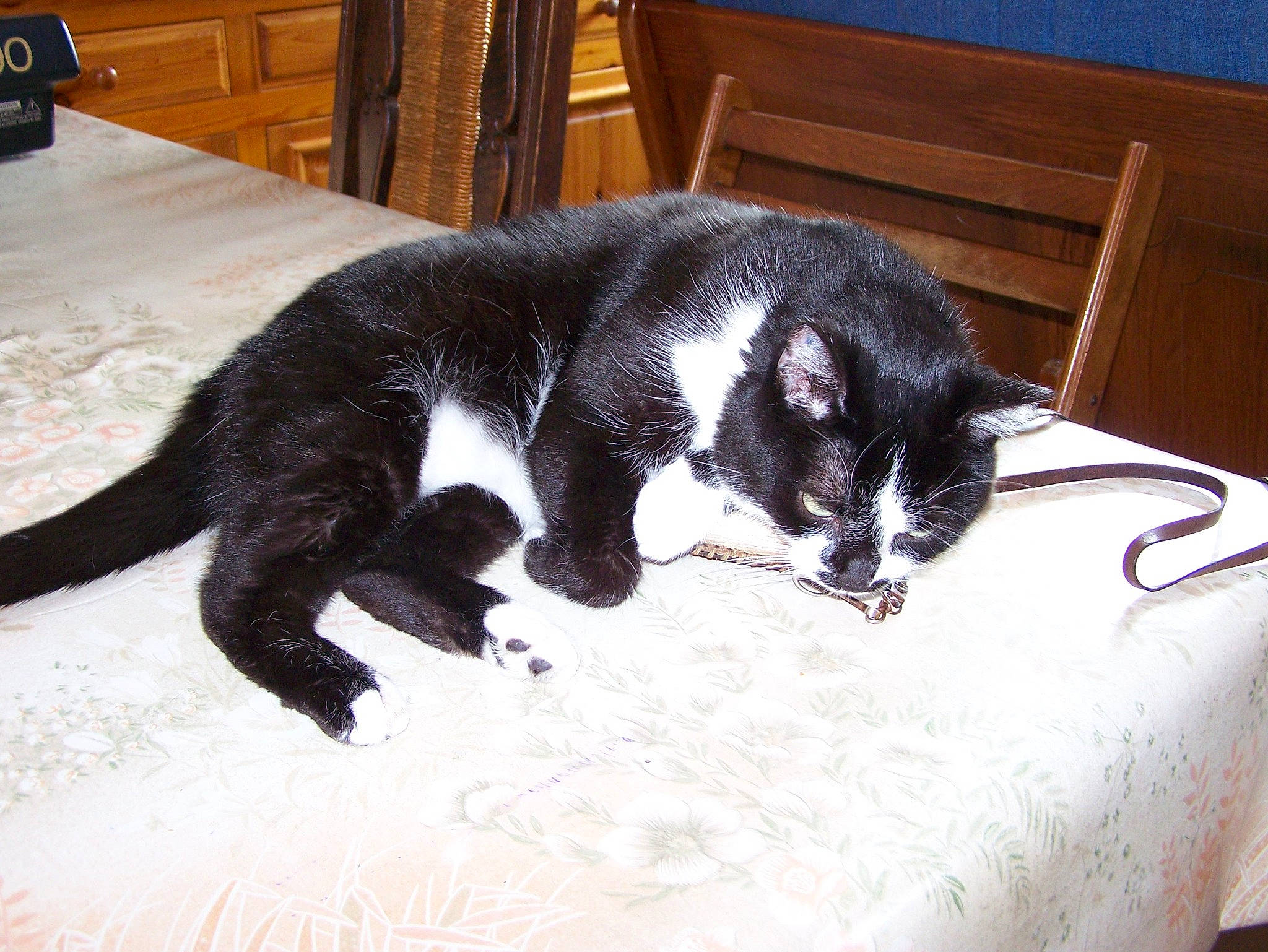 Rodite participe au concours pour gagner de l'argent avec cette photo : black_cat, carnivore, cat, claw, domestic_short_haired_cat, felidae, mammal, polydactyl_cat, small_to_medium_sized_cats, tail, vertebrate, whiskers