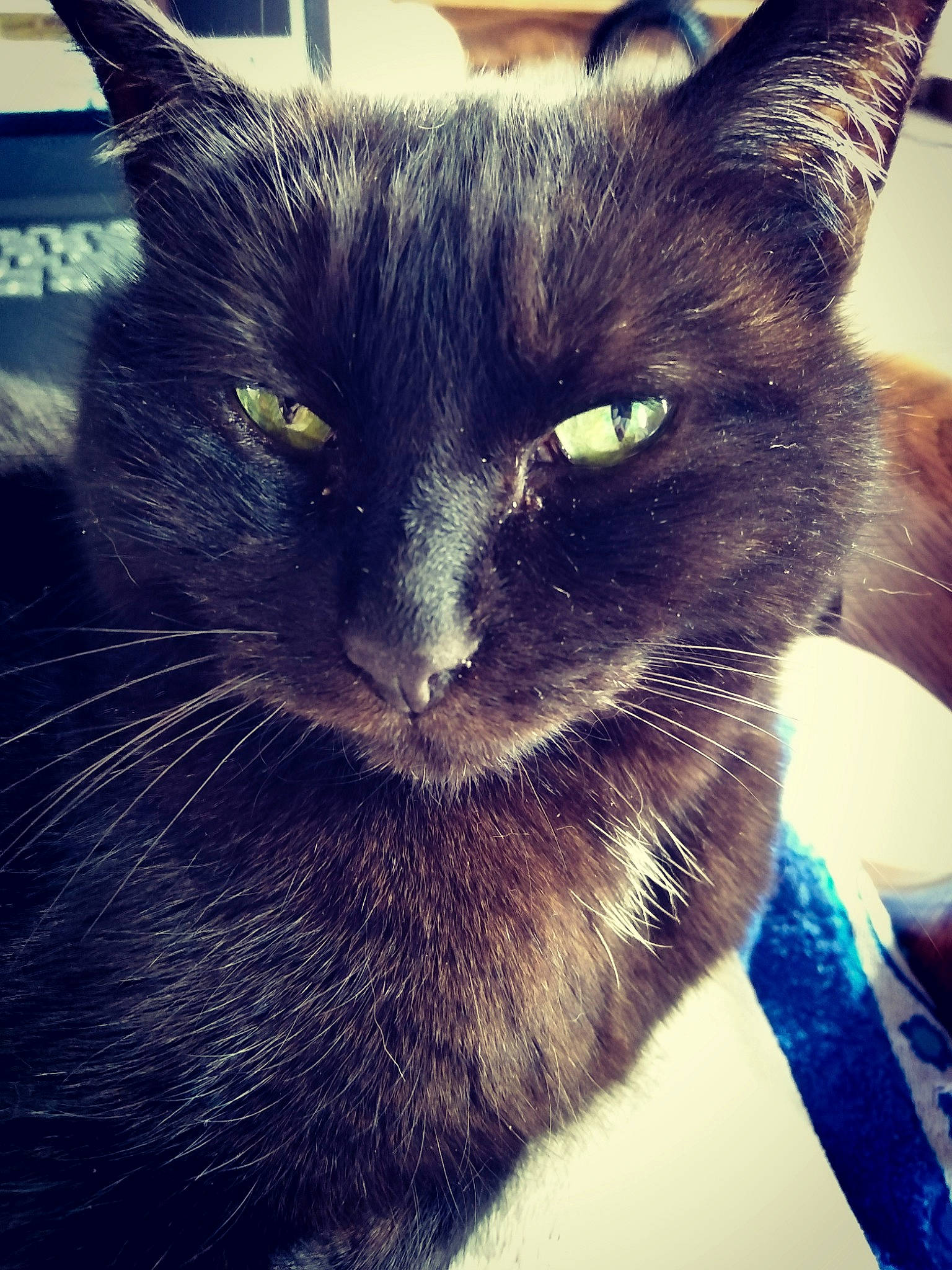 Surprise participe au concours pour gagner de l'argent avec cette photo : black_cat, carnivore, cat, domestic_short_haired_cat, ear, eye, felidae, fur, kitten, mammal, nebelung, nose, sky, small_to_medium_sized_cats, snout, square, whiskers