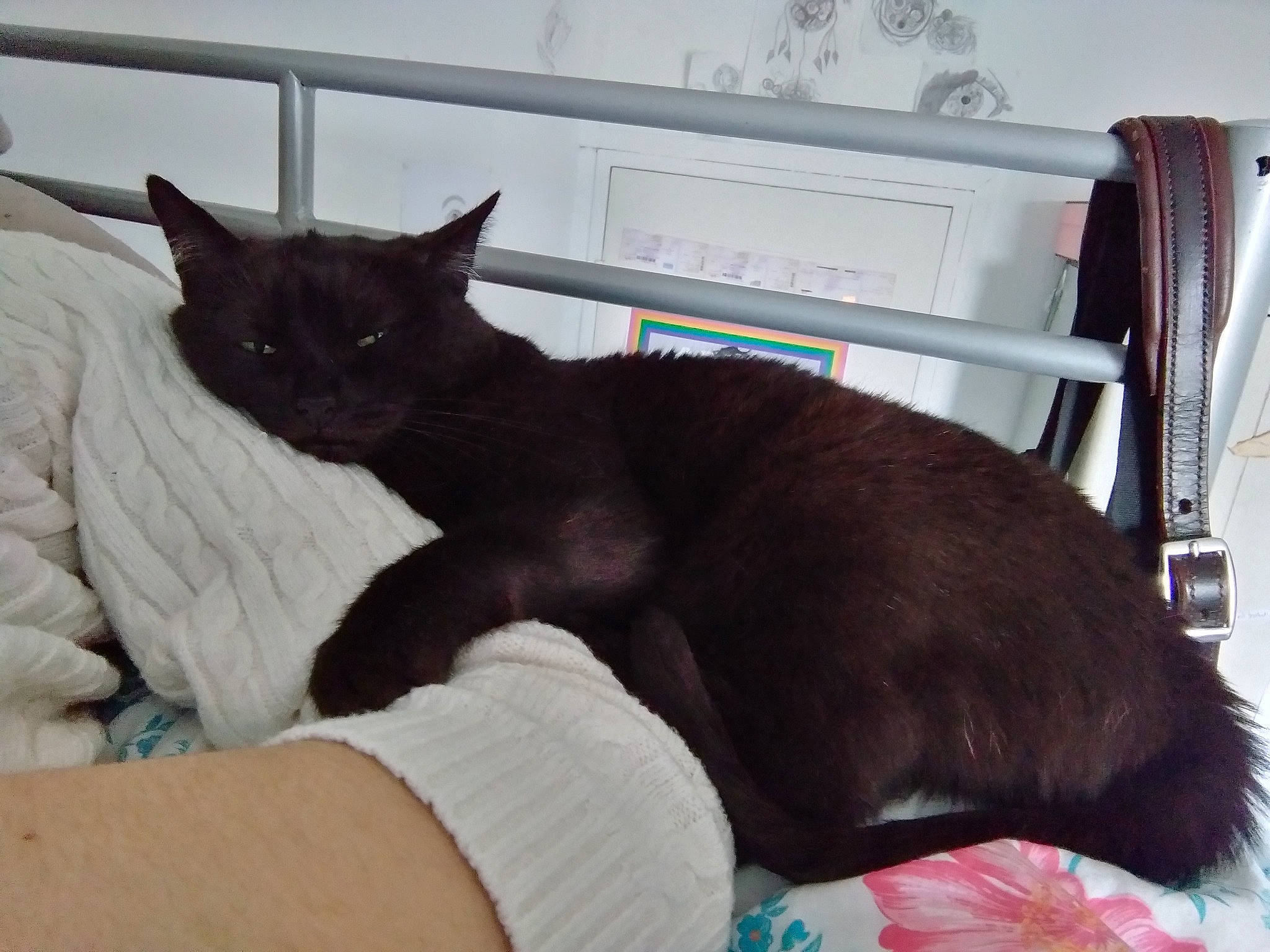 Surprise participe au concours pour gagner de l'argent avec cette photo : asian, black_cat, burmese, carnivore, cat, domestic_short_haired_cat, felidae, havana_brown, korat, mammal, nap, small_to_medium_sized_cats, tail, tonkinese, whiskers