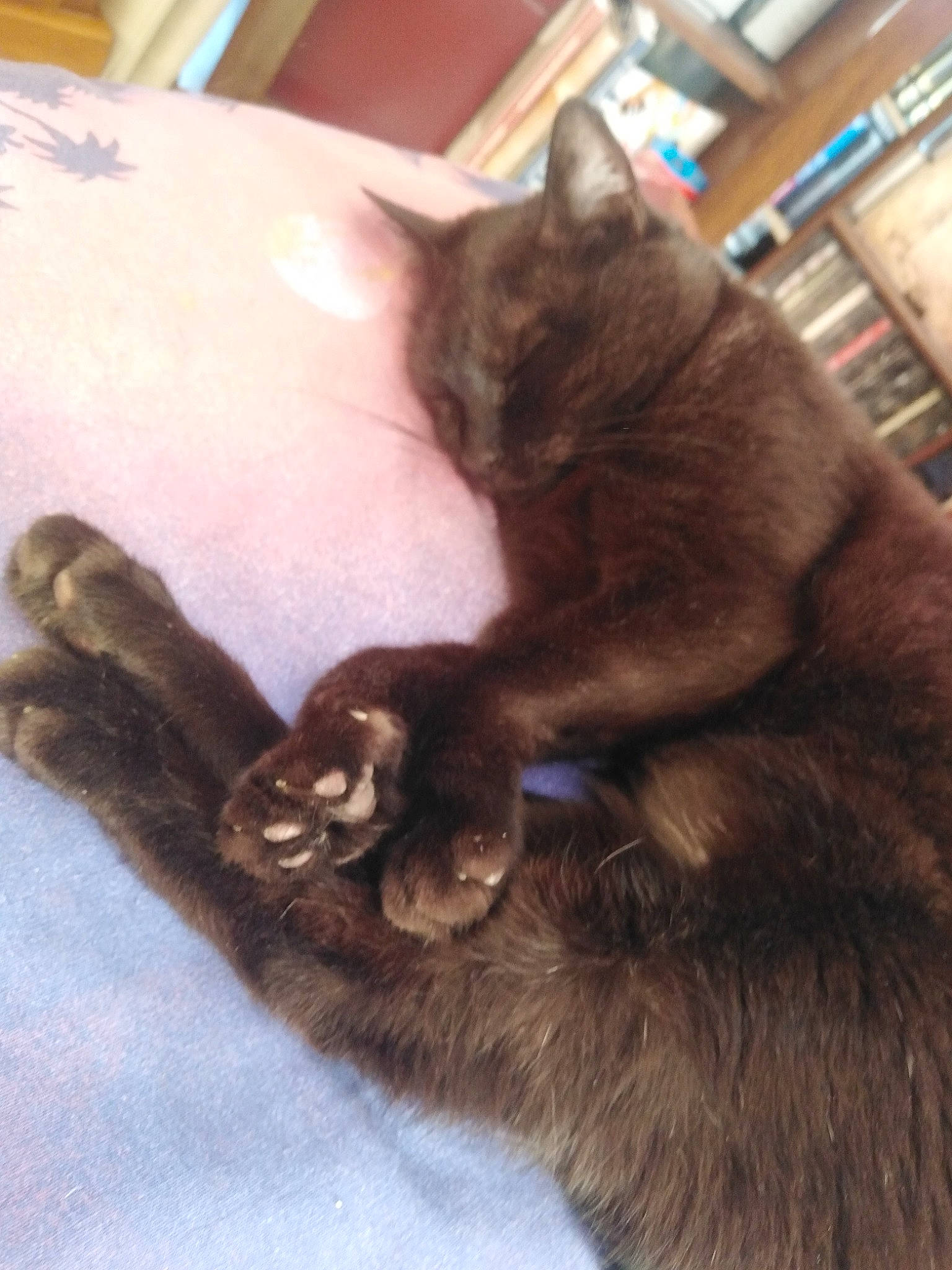 Surprise participe au concours pour gagner de l'argent avec cette photo : asian, burmese, carnivore, cat, claw, domestic_short_haired_cat, felidae, fur, german_rex, kitten, korat, mammal, nebelung, oriental_longhair, russian_blue, small_to_medium_sized_cats, tail, whiskers