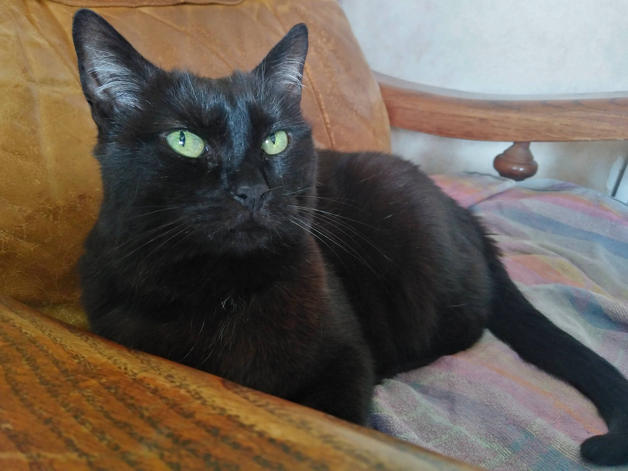 Surprise participe au concours pour gagner de l'argent avec cette photo : asian, black_cat, bombay, burmese, carnivore, cat, domestic_short_haired_cat, felidae, havana_brown, korat, mammal, small_to_medium_sized_cats, tail, vertebrate, whiskers