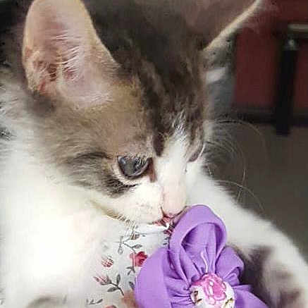 Floky a rejoint le concours — aidez-le/la à gagner de superbes lots ! adorable, animal, cat, close_up, curious, cute, domestic_cat, ears, fabric, floral_pattern, flower, indoor, kitten, nose, pet, playful, purple_flower, soft_fur, whiskers, young_cat