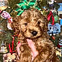 Ruby Rue Caruso is registered to the contest to win money with this photo: puppy, dog, brown, cute, christmas_tree, decorations, holiday, green_bow, hand, festive, ornaments, lights, celebration, indoor, pet, fur, adorable, animal, close_up, seasonal