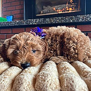 Ruby Rue Caruso is registered to the contest to win money with this photo: puppy, dog, bow, blanket, cozy, fur, cute, pet, indoors, fireplace, warmth, relaxing, resting, brown, curly_fur, home, soft, animal, sleepy, comfort