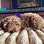puppy, dog, bow, blanket, cozy, fur, cute, pet, indoors, fireplace, warmth, relaxing, resting, brown, curly_fur, home, soft, animal, sleepy, comfort