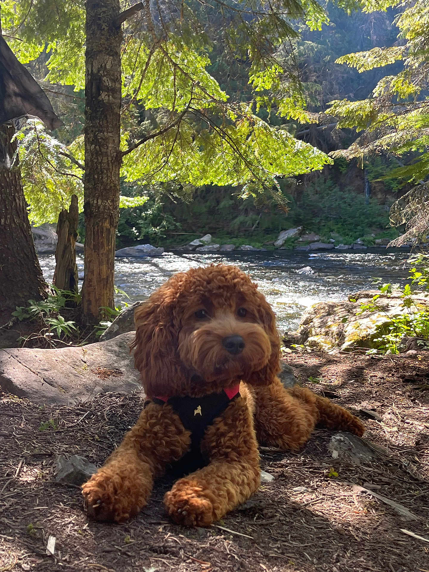 Ruby Rue Caruso joined the competition — help win amazing prizes! dog, brown_dog, curly_fur, forest, river, rocks, trees, sunlight, nature, outdoor, relaxing, canine, leaves, dappled_light, scenic, animal, pet, ground, daylight, peaceful