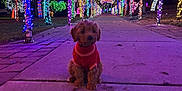 Ruby Rue Caruso is registered to the contest to win money with this photo: dog, puppy, red_sweater, sidewalk, christmas_lights, night, trees, light_tunnel, outdoor, festive, colorful, decorations, purple_light, glowing, park, holiday, cute, small_dog, winter, pavement