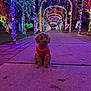 dog, puppy, red_sweater, sidewalk, christmas_lights, night, trees, light_tunnel, outdoor, festive, colorful, decorations, purple_light, glowing, park, holiday, cute, small_dog, winter, pavement