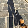 dog, small_dog, pet, dog_harness, leash, shadow, human_shadow, pavement, cobblestone, outdoor, sunlight, walking, street, sidewalk, texture, brown_fur, top_down_view, urban, shoe, portrait