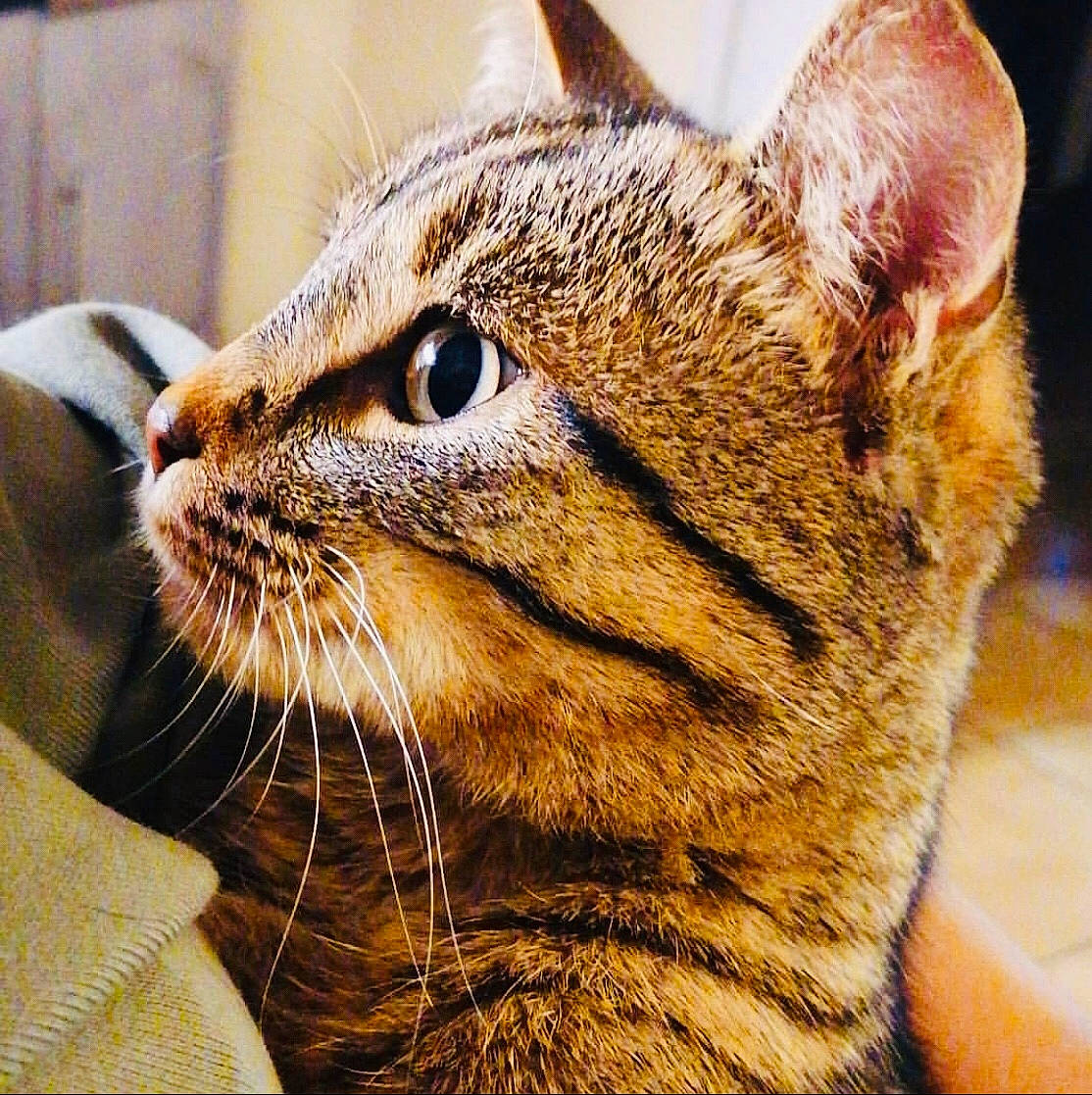 Fantome participe au concours pour gagner de l'argent avec cette photo : american_shorthair, asian, carnivore, cat, chausie, close_up, domestic_short_haired_cat, dragon_li, european_shorthair, eye, felidae, mammal, nose, small_to_medium_sized_cats, snout, tabby_cat, vertebrate, whiskers, wild_cat, wildlife