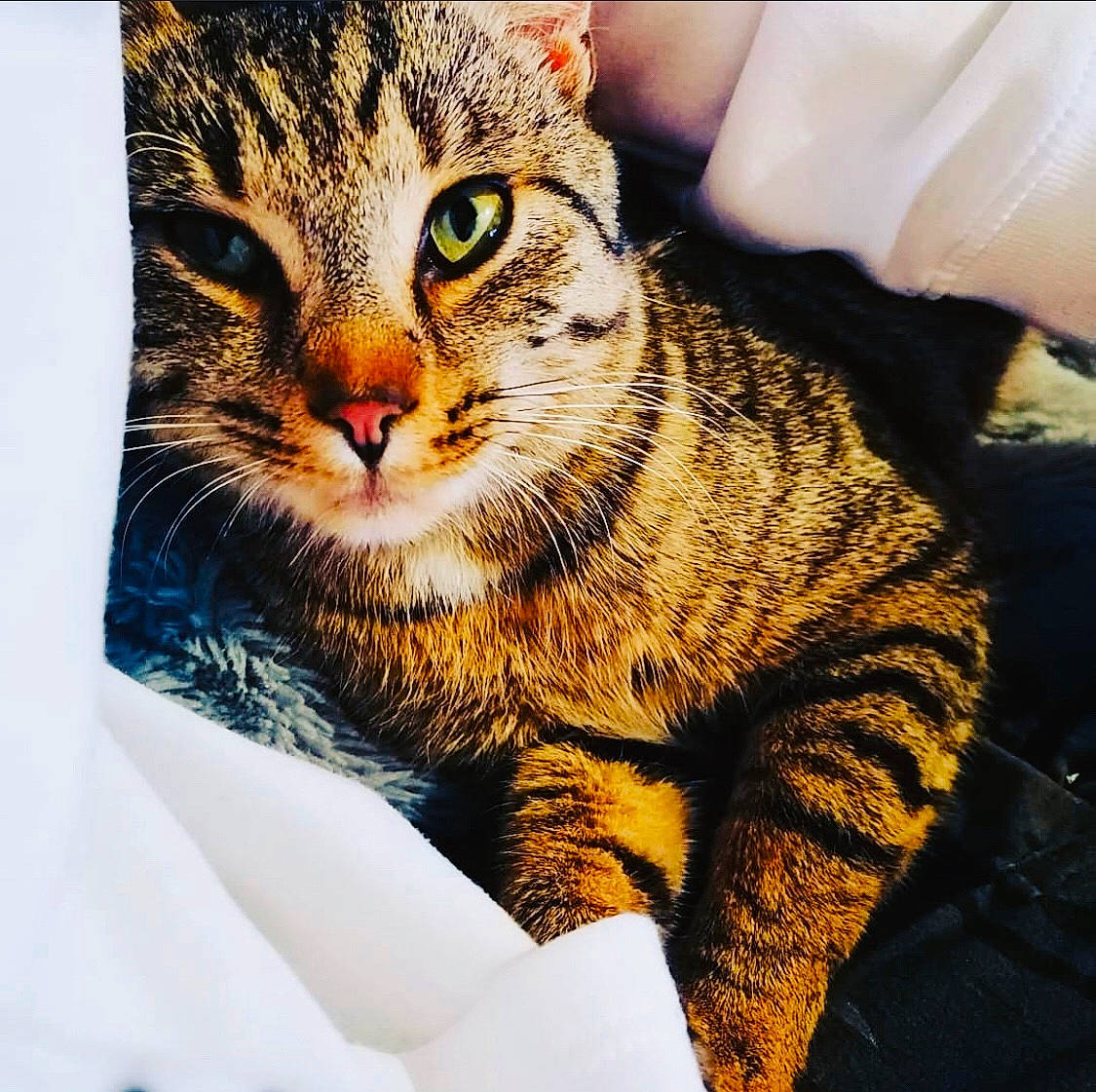 Fantome participe au concours pour gagner de l'argent avec cette photo : aegean_cat, american_shorthair, american_wirehair, asian, california_spangled, carnivore, cat, domestic_short_haired_cat, dragon_li, european_shorthair, eye, felidae, fur, pixie_bob, small_to_medium_sized_cats, snout, tabby_cat, toyger, whiskers, wild_cat