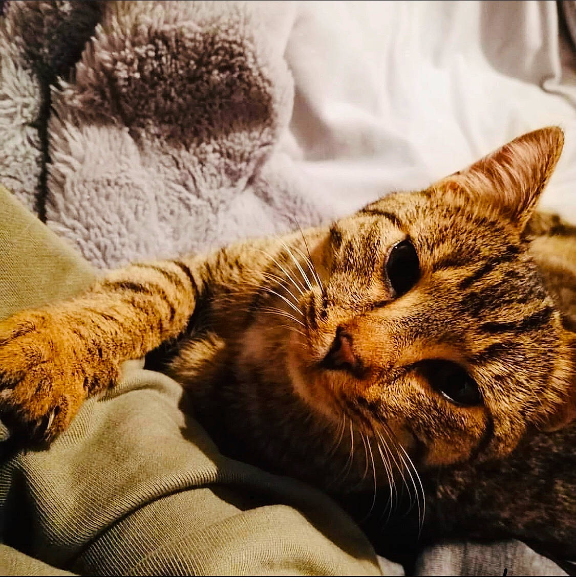 Fantome a rejoint le concours — aidez-le/la à gagner de superbes lots ! asian, carnivore, cat, domestic_short_haired_cat, dragon_li, european_shorthair, eye, felidae, fur, kitten, nap, nose, paw, pixie_bob, sky, sleep, small_to_medium_sized_cats, snout, tabby_cat, whiskers