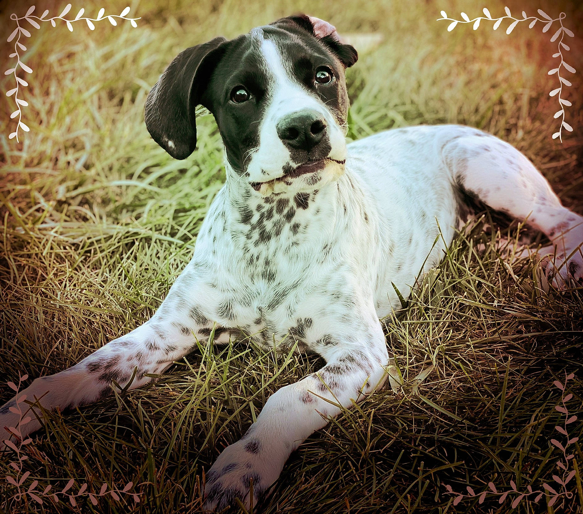 Astrid joined the competition — help win amazing prizes! carnivore, collar, companion_dog, dog, dog_breed, dog_collar, grass, gun_dog, hunting_dog, non_sporting_group, plant, sporting_group, terrestrial_animal, whiskers, working_animal, working_dog
