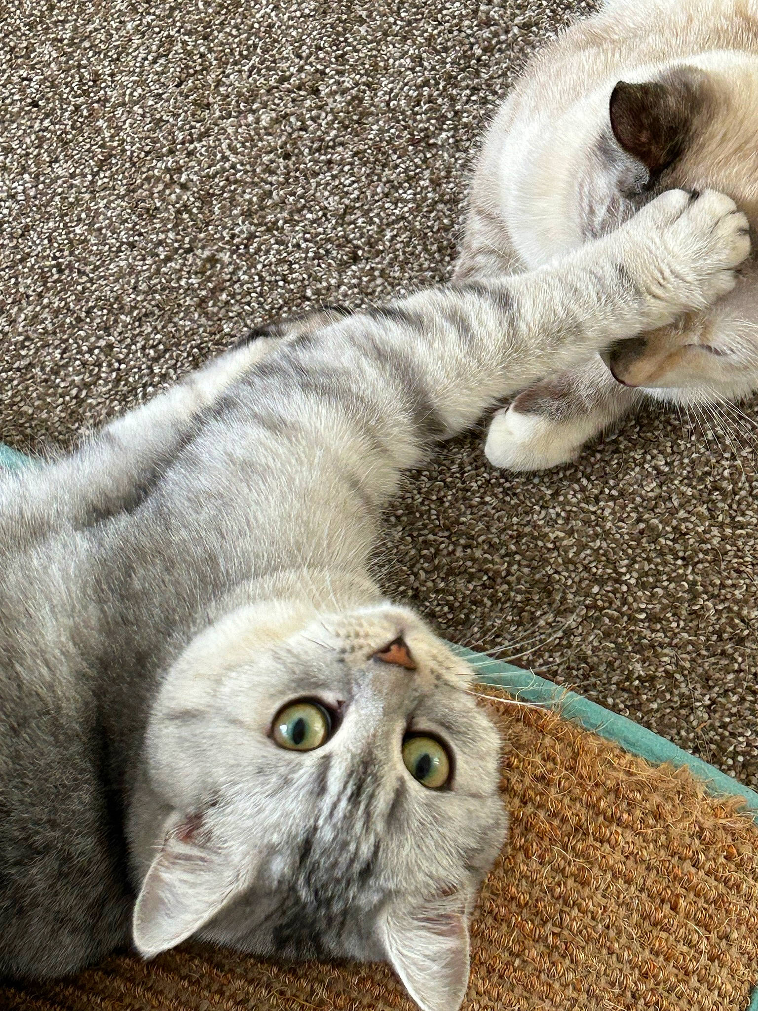 Kira is registered to the contest to win money with this photo: carnivore, cat, claw, comfort, domestic_short_haired_cat, felidae, fur, grey, paw, small_to_medium_sized_cats, snout, tail, terrestrial_animal, whiskers