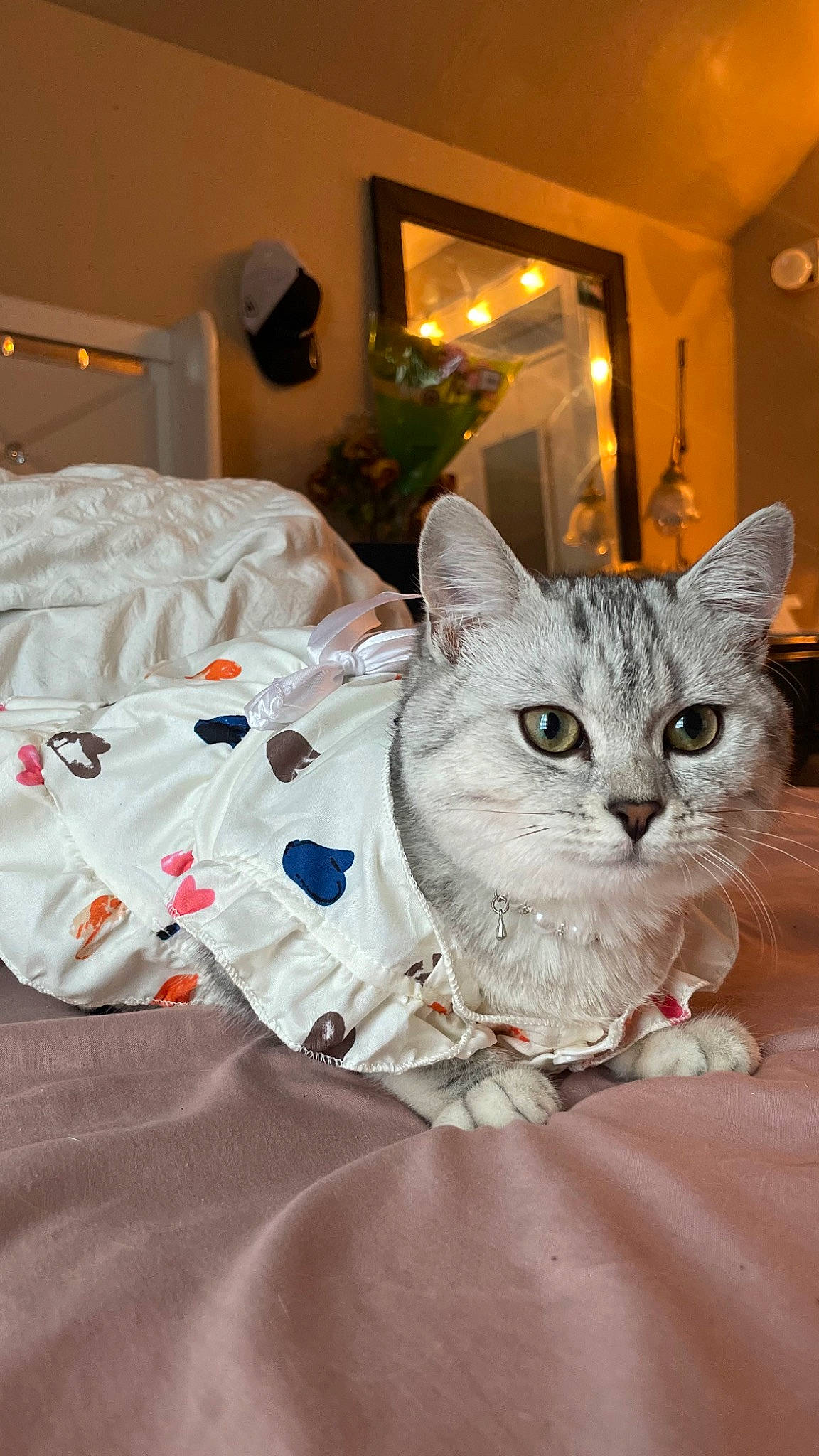 Kira is registered to the contest to win money with this photo: bed, bed_sheet, bedding, carnivore, cat, comfort, domestic_short_haired_cat, event, felidae, fur, houseplant, linens, picture_frame, plant, room, small_to_medium_sized_cats, whiskers