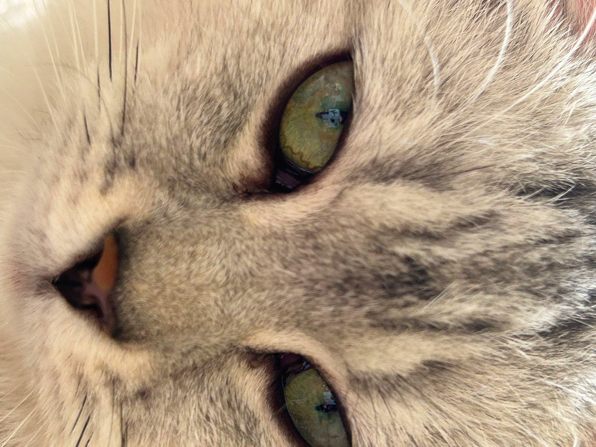 Kira is registered to the contest to win money with this photo: carnivore, cat, close_up, domestic_short_haired_cat, felidae, fur, iris, macro_photography, small_to_medium_sized_cats, snout, terrestrial_animal, whiskers, wildlife