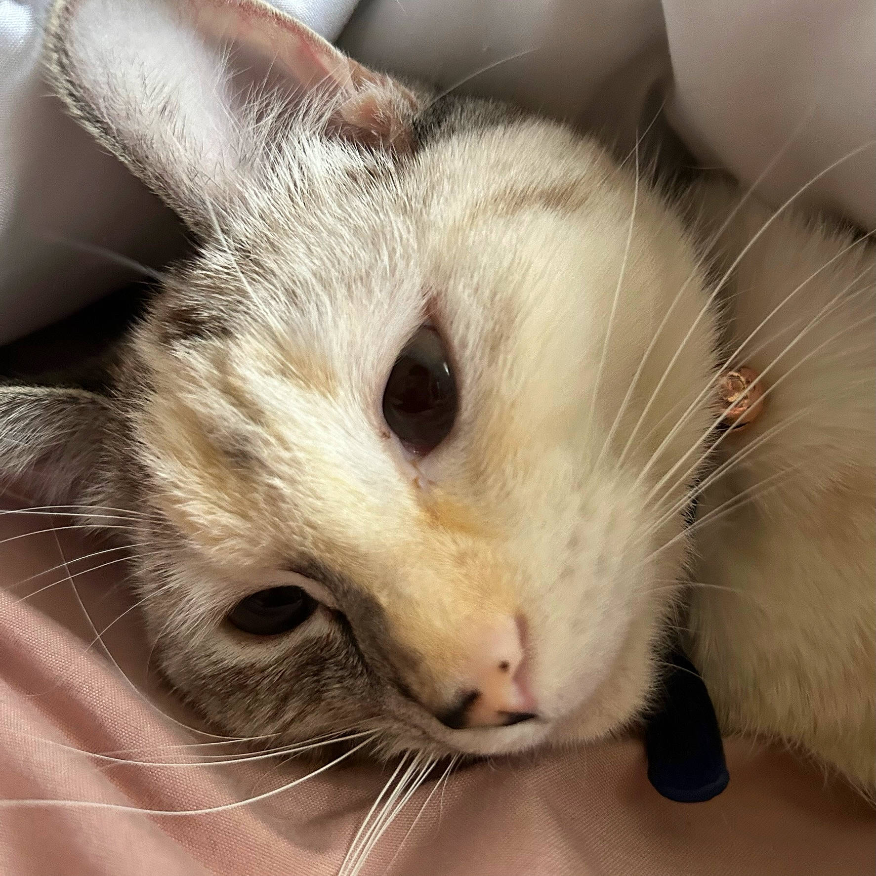 Aria joined the competition — help win amazing prizes! carnivore, cat, claw, comfort, domestic_short_haired_cat, ear, eye, felidae, fur, head, iris, paw, small_to_medium_sized_cats, snout, whiskers