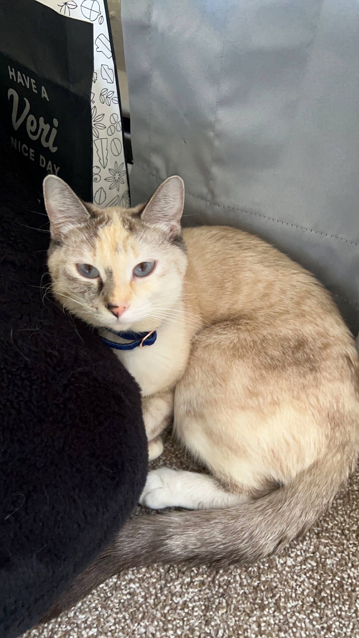 Aria is registered to the contest to win money with this photo: carnivore, cat, cat_supply, comfort, domestic_short_haired_cat, fawn, felidae, fur, paw, sitting, small_to_medium_sized_cats, snout, tail, terrestrial_animal, whiskers