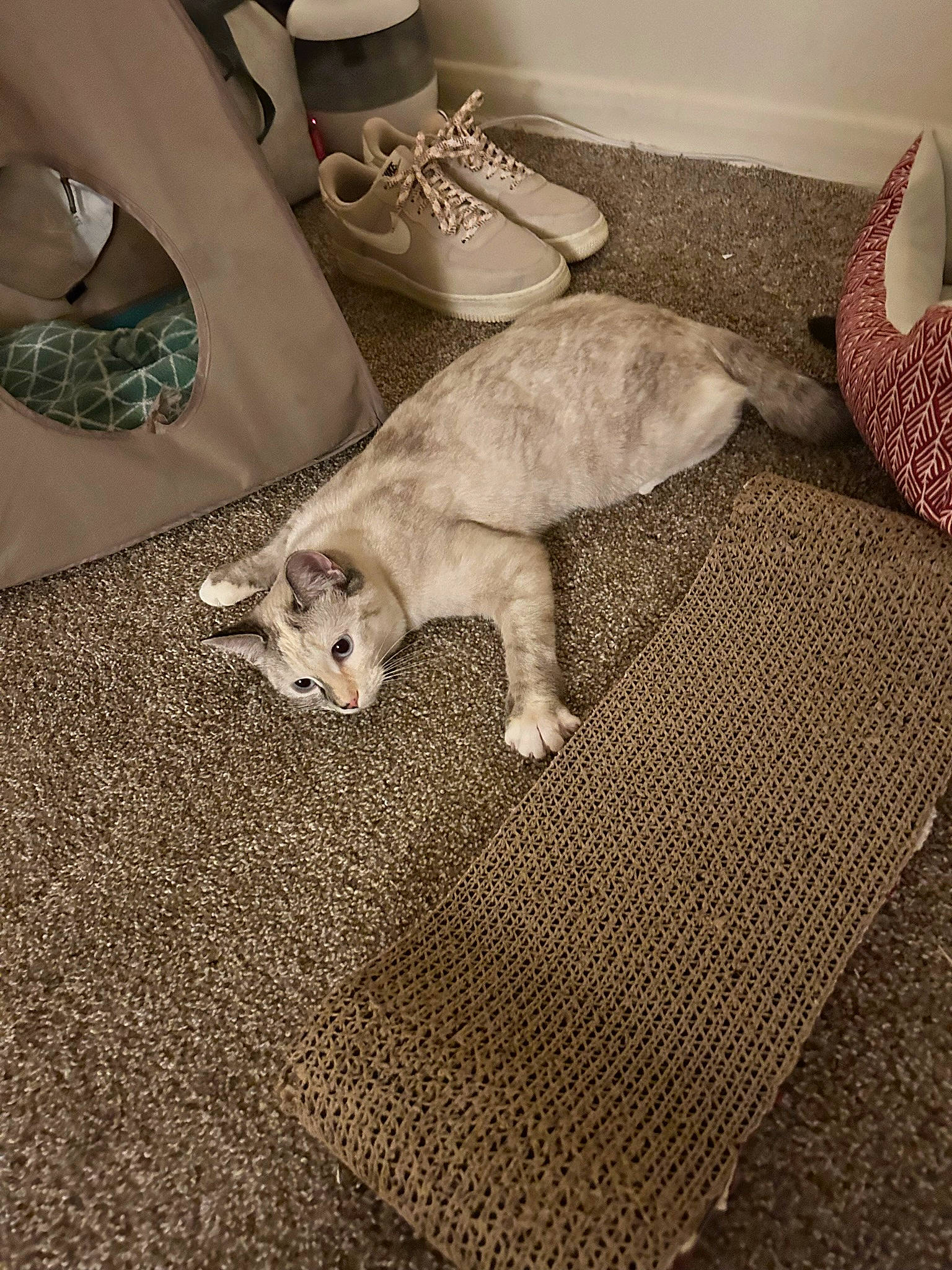 Aria is registered to the contest to win money with this photo: bedding, carnivore, comfort, companion_dog, couch, dog, dog_breed, fawn, felidae, floor, flooring, grey, human_leg, linens, small_to_medium_sized_cats, tail, toy_dog, whiskers, wood, working_animal