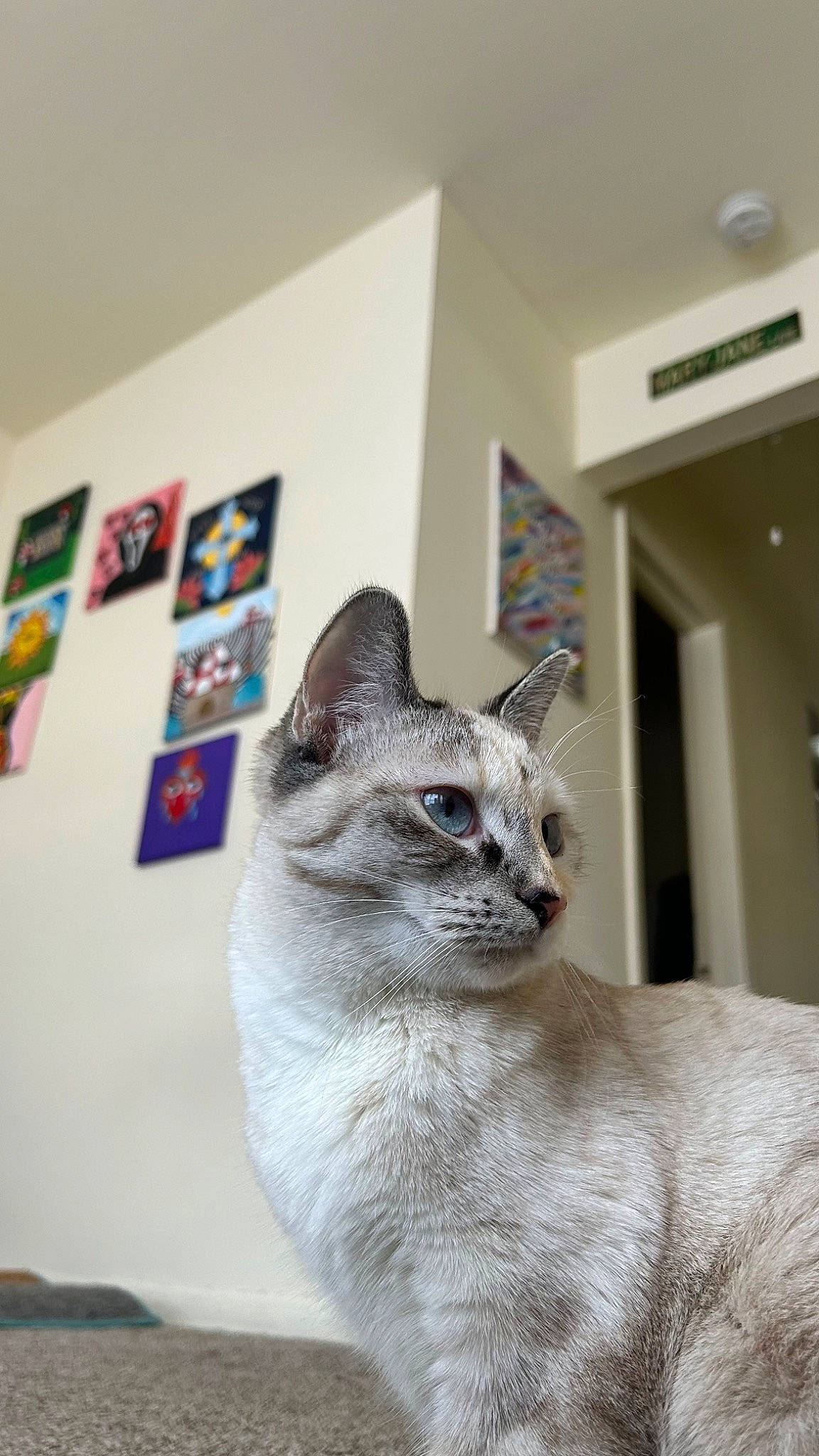 Aria is registered to the contest to win money with this photo: art, birman, carnivore, cat, cat_furniture, cat_supply, domestic_short_haired_cat, door, fawn, felidae, flooring, fur, grey, house, room, small_to_medium_sized_cats, snout, thai, whiskers, window