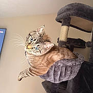 Navi is registered to the contest to win money with this photo: animal, blue_eyes, cat, cat_tree, cozy, curious, domestic, feline, fur, hammock, home, indoor, looking, pet, playful, plush, relaxed, sitting, tabby, whiskers