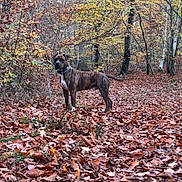 Nouky participe au concours pour gagner de l'argent avec cette photo : alert, animal, autumn, brindle, brown, canine, collar, dog, fall, forest, leaves, nature, orange, outdoor, path, scenery, seasonal, standing, trees, woods