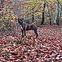 alert, animal, autumn, brindle, brown, canine, collar, dog, fall, forest, leaves, nature, orange, outdoor, path, scenery, seasonal, standing, trees, woods